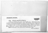 Scutellinia pseudotrechispora image